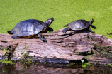 探索陆龟世界：十大常见陆龟种类